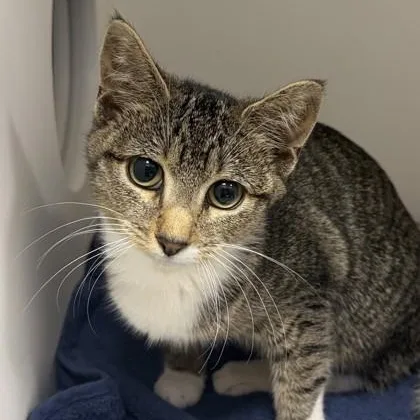 A baby medium-sized female Tabby (Brown / Chocolate) Domestic Short Hair cat named Lego for adoption in Cooperstown, NY