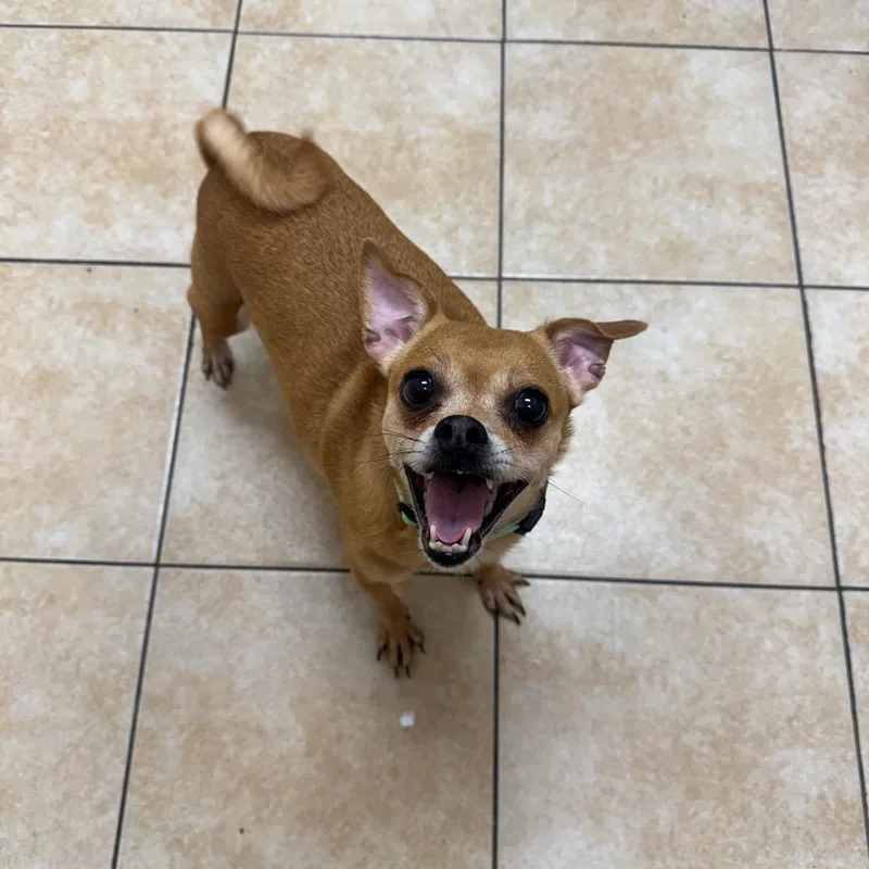 An adult small-sized female Chihuahua dog named Prada for adoption in Pekin, IL