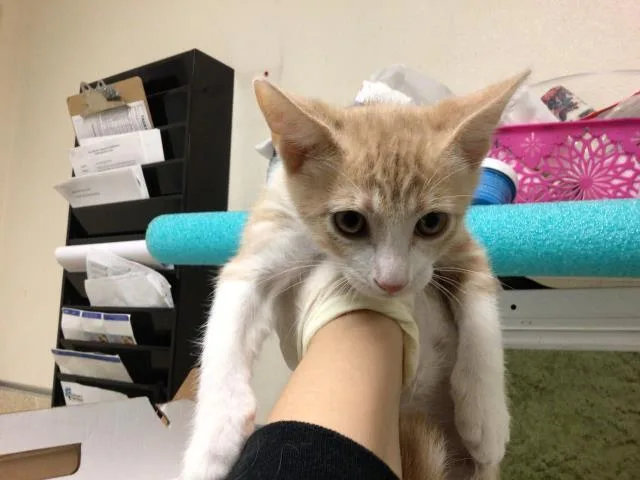 A baby small-sized male Domestic Short Hair cat named Pecan for adoption in Riverside, CA