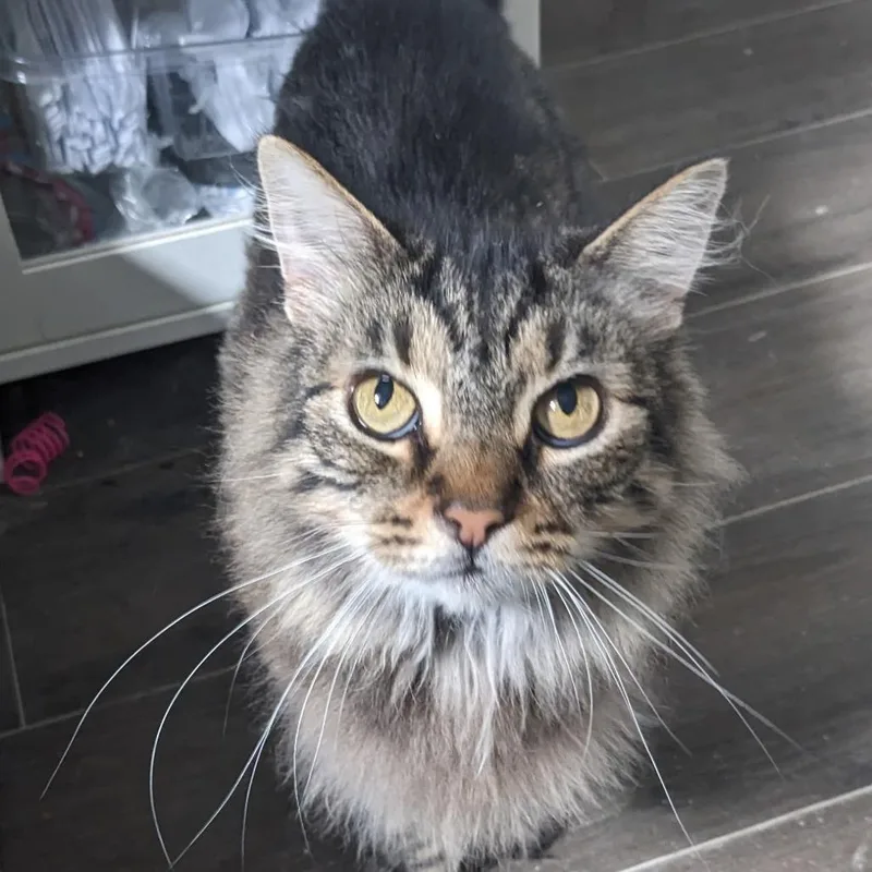 A young small-sized female Tortoiseshell Domestic Long Hair cat named Sophie for adoption in Pittsburgh, PA