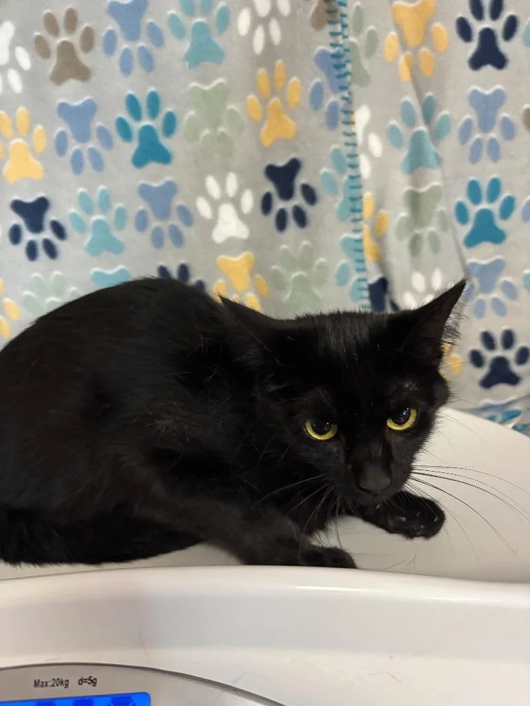 A baby medium-sized female Domestic Medium Hair cat named Macy for adoption in Wabash, IN