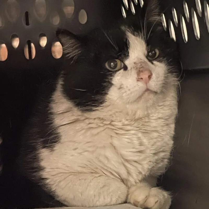 An adult large-sized male Black Domestic Short Hair cat named Nero for adoption in Salt Lake City, UT