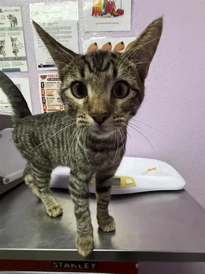 A baby small-sized male Domestic Short Hair cat named 61712045 for adoption in El Paso, TX
