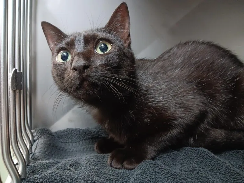 A young medium-sized male Domestic Short Hair cat named Spooky for adoption in New Braunfels, TX