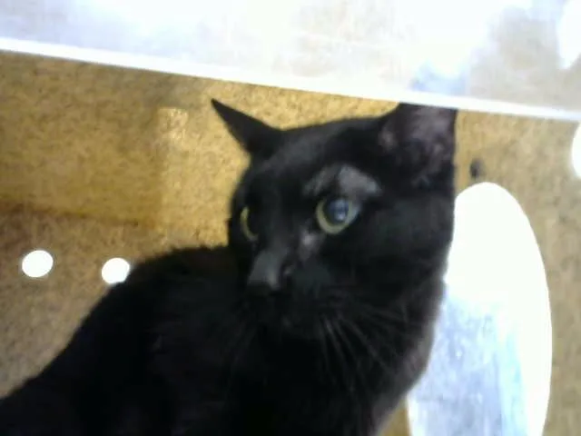 A senior medium-sized female Domestic Short Hair cat named Caspia for adoption in Albuquerque, NM