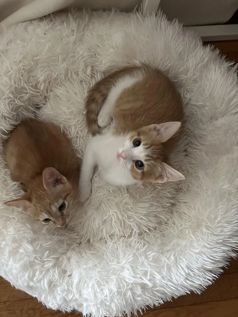 A baby medium-sized male Orange & White Domestic Short Hair cat named Lemonade S. for adoption in Trenton, NJ