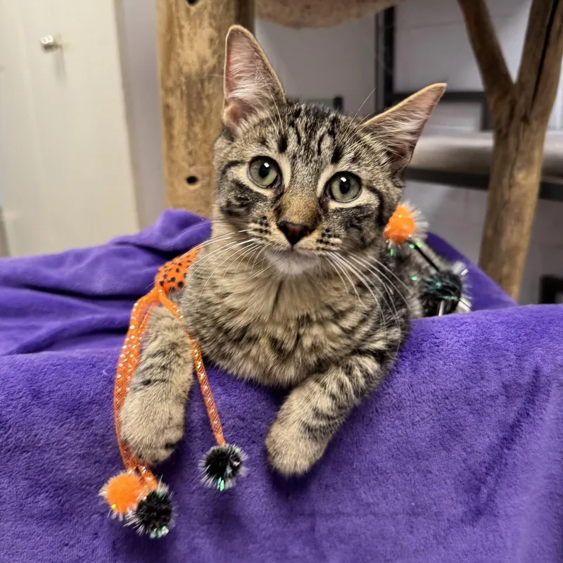 A baby small-sized male Domestic Short Hair cat named Bob for adoption in Hanover Park, IL