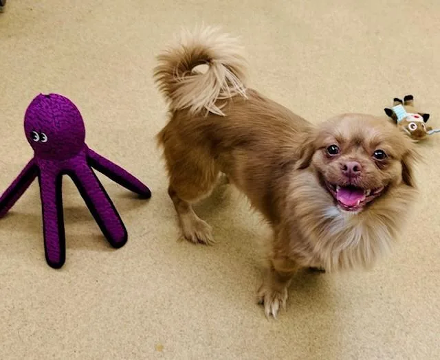 An adult small-sized male Pekingese dog named Tobias for adoption in Derwood, MD