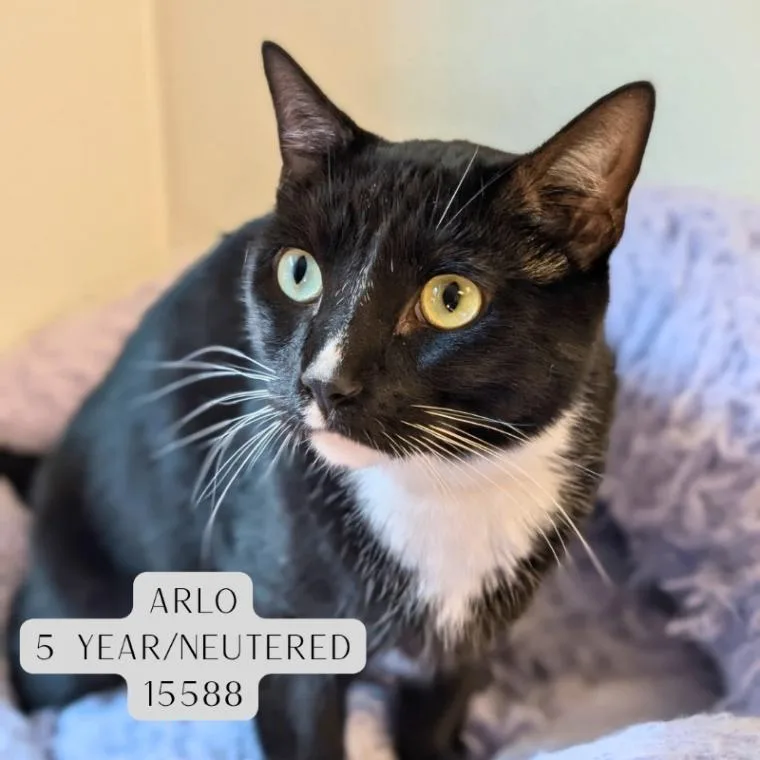 Arlo