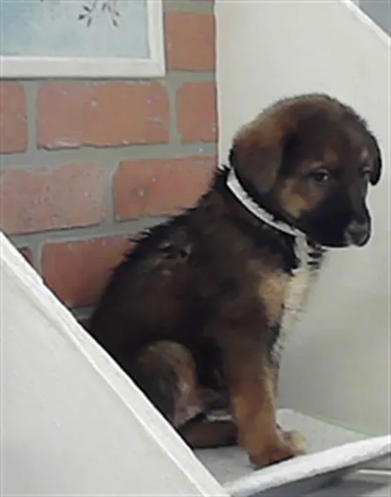 A baby small-sized male Australian Cattle Dog / Blue Heeler dog named Emil for adoption in Houston, TX