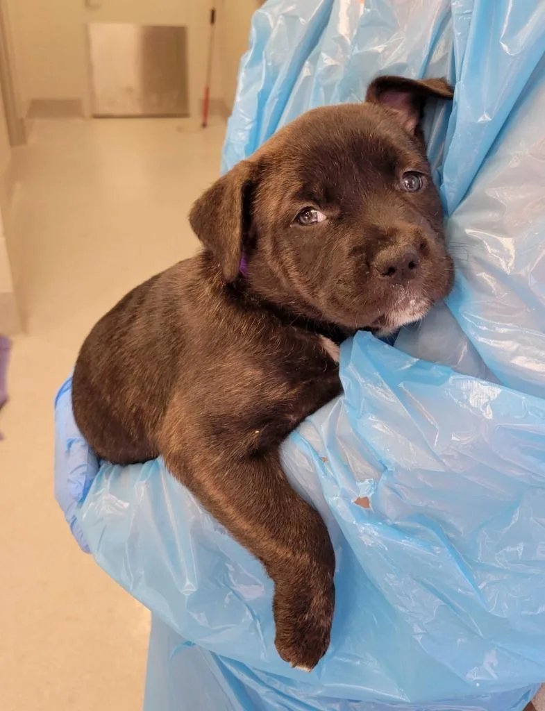 A baby large-sized female Pit Bull Terrier dog named Goose for adoption in Chillicothe, OH