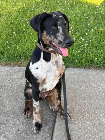 A young medium-sized male Catahoula Leopard Dog dog named Charlie for adoption in Newport, KY