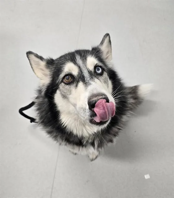 An adult large-sized male Husky dog named Balto for adoption in Mesa, AZ