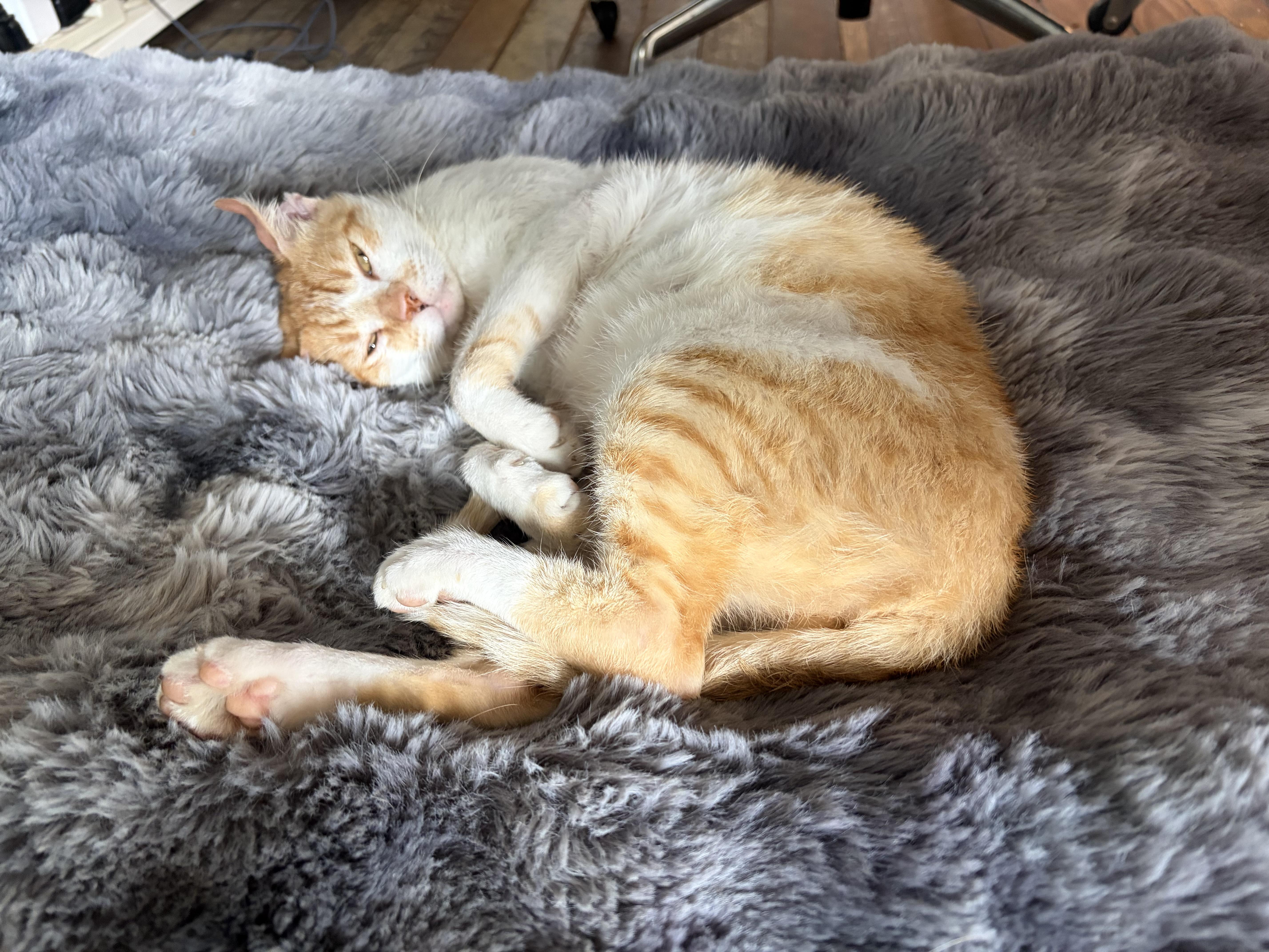 A young medium-sized male Orange & White American Shorthair cat named Amarillo for adoption in Santa Rosa, CA