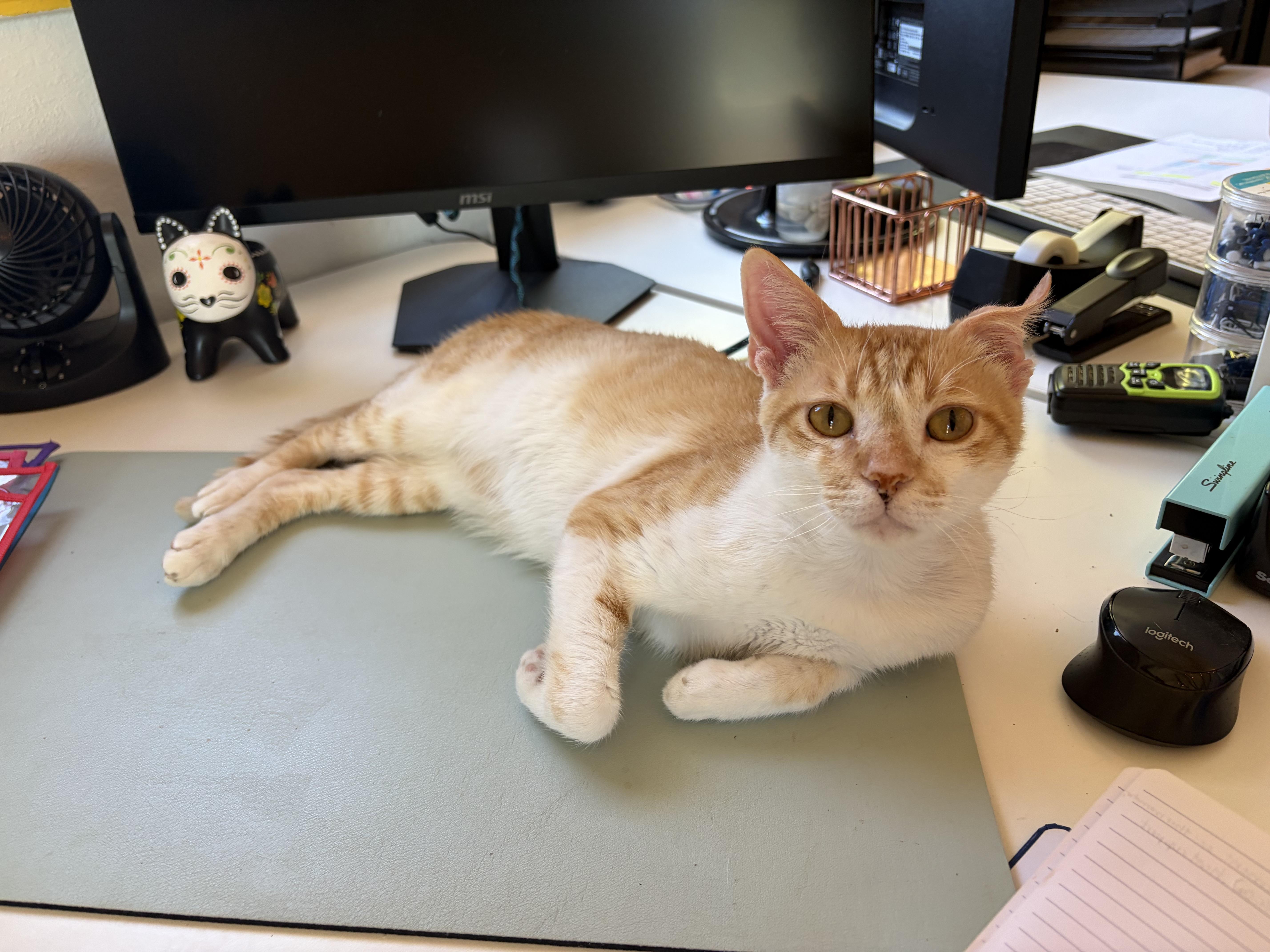 Amarillo thumbnail 4