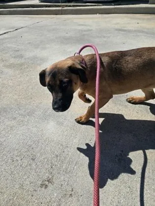An adult medium-sized female Mixed Breed dog named Karisma for adoption in New Orleans, LA