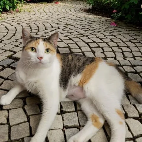 Hazel