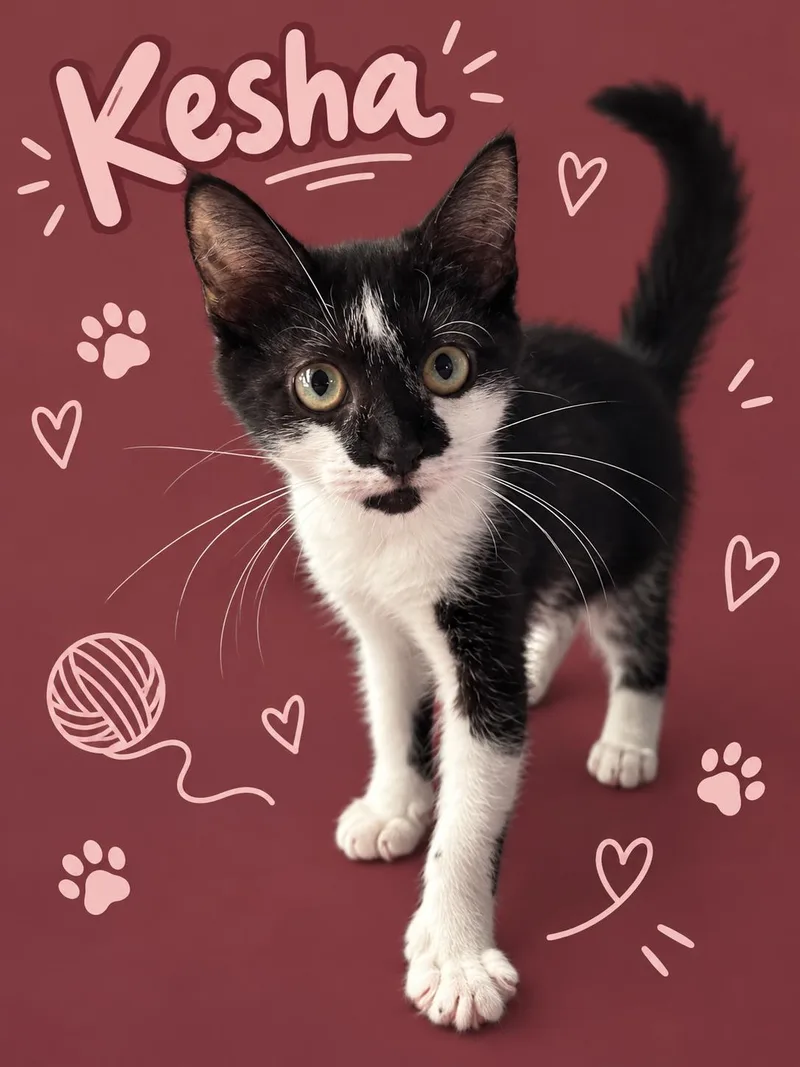 A baby medium-sized female Tuxedo cat named KeshaC for adoption in Greenville, DE