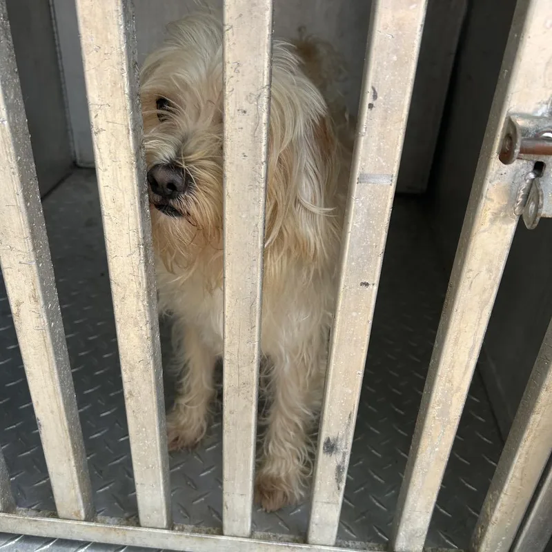 An adult small-sized male White / Cream Shih Tzu dog named Bubble Wand for adoption in Greensboro, NC
