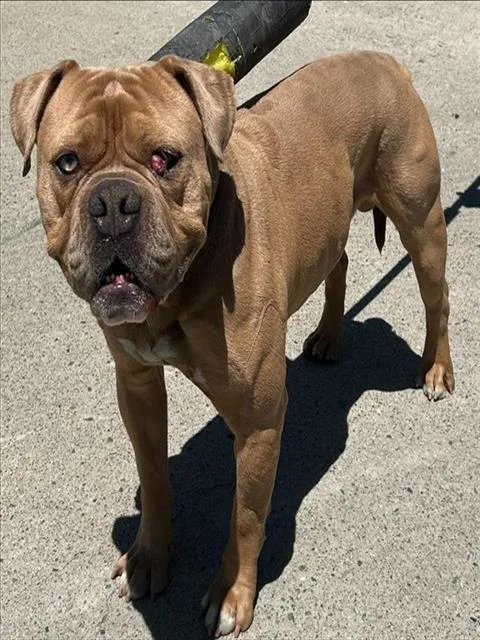 An adult medium-sized male Pit Bull Terrier dog named Kentucky for adoption in Sacramento, CA