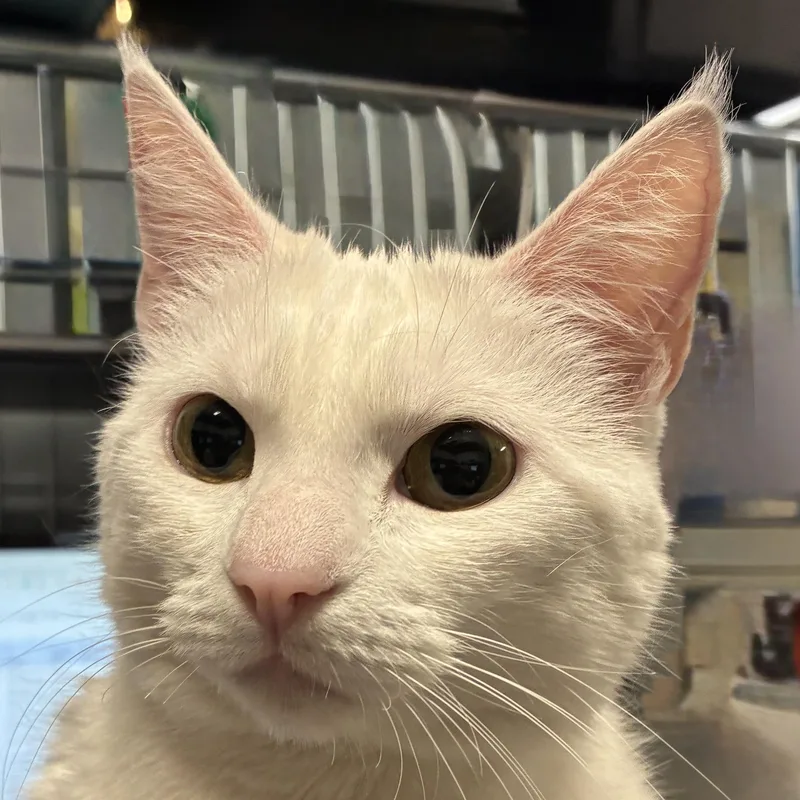 An adult medium-sized female Domestic Short Hair cat named Diva for adoption in Santa Fe, NM