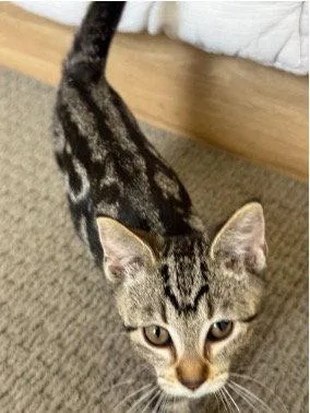 A baby small-sized female Domestic Short Hair cat named Broccoli Cheddar for adoption in Mission Viejo, CA