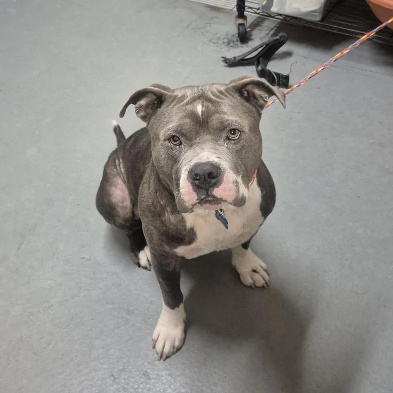 An adult large-sized male Pit Bull Terrier dog named Rico for adoption in Tacoma, WA