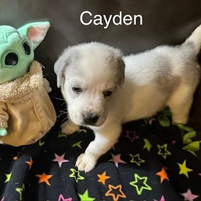 Cayden
