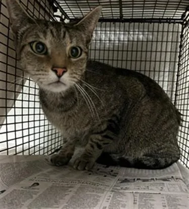 A young small-sized female Domestic Short Hair cat named Eva for adoption in Van Nuys, CA
