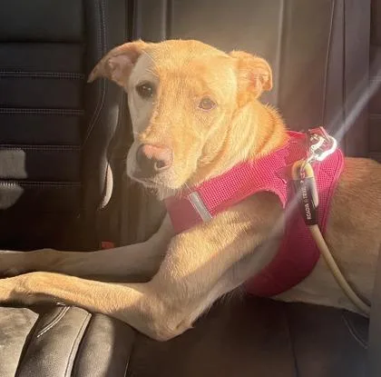 An adult medium-sized female Mixed Breed dog named Suki for adoption in Largo, FL