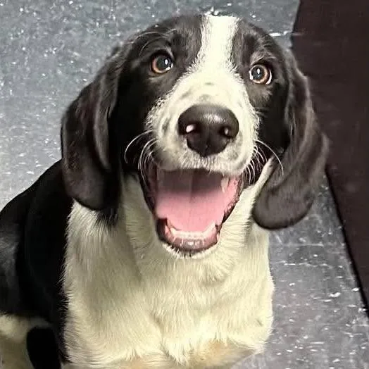 A baby medium-sized male Black Labrador Retriever dog named Eddie for adoption in Shinnston, WV