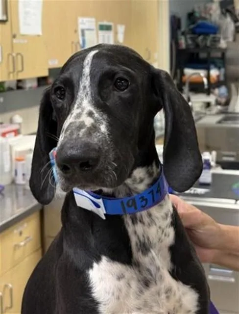 A baby small-sized male German Wirehaired Pointer dog named Finn for adoption in Riverside, CA