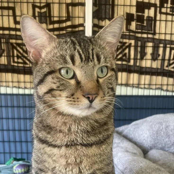 An adult large-sized male Brown / Chocolate American Bobtail cat named Beary Mcbearface for adoption in Chicago, IL