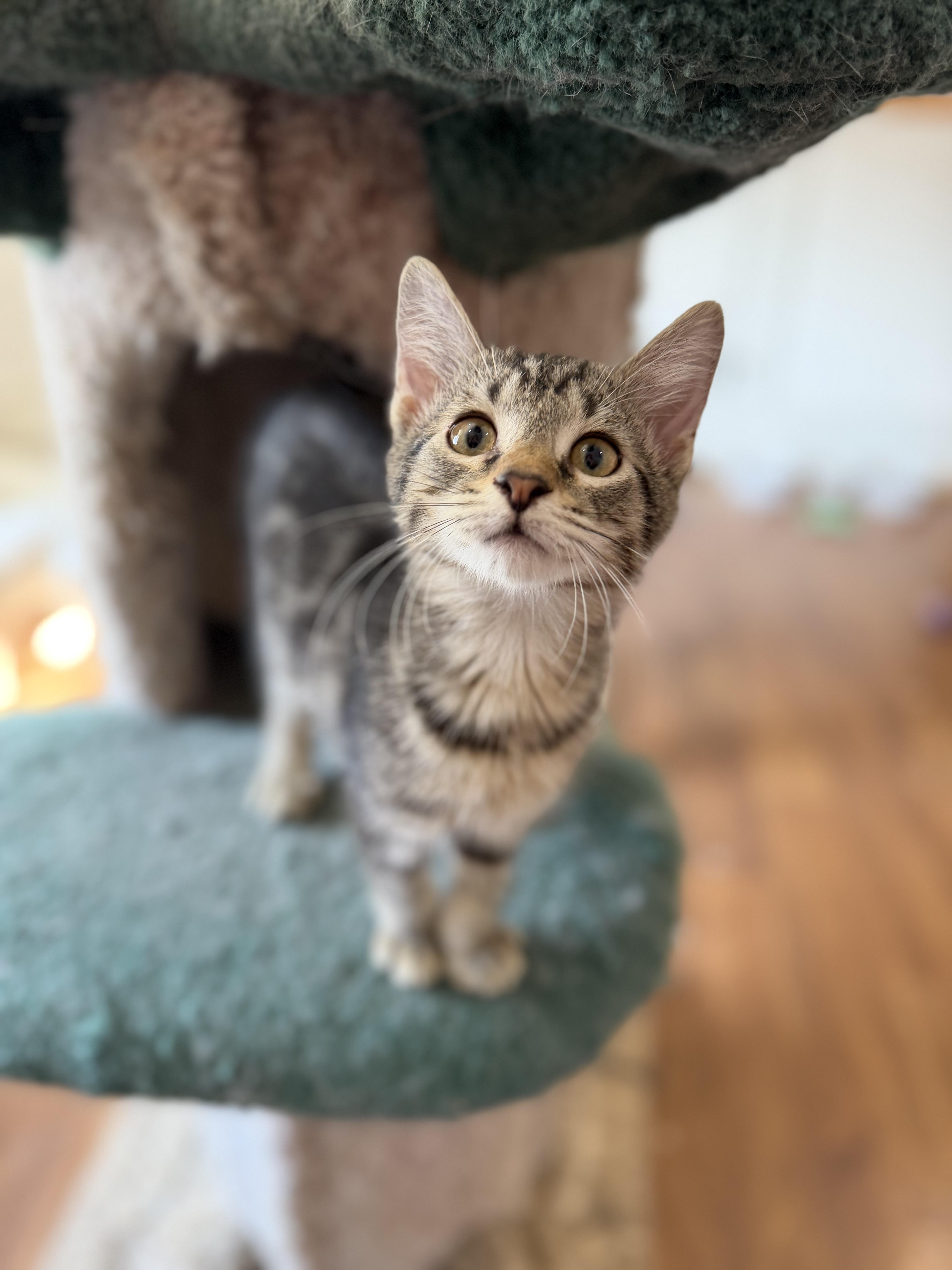A baby small-sized male Tabby (Brown / Chocolate) Tabby cat named Blueberry Jelly for adoption in Lawrenceville, GA