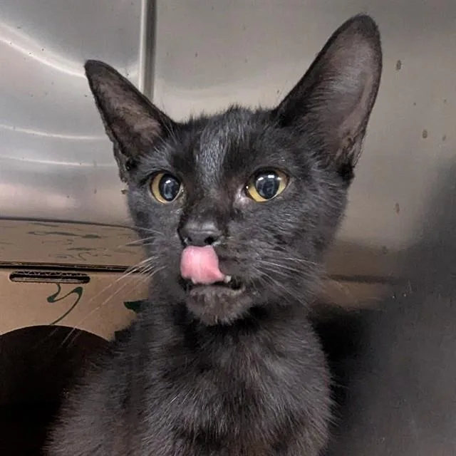 A young medium-sized female Domestic Short Hair cat named Sticky for adoption in Olivette, MO