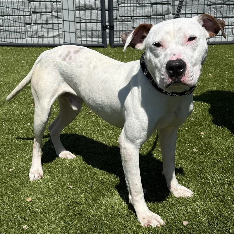 An adult medium-sized male White / Cream Mixed Breed dog named Tofu for adoption in Columbus, OH