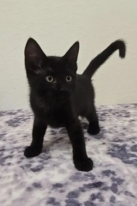 A baby medium-sized male Black Domestic Short Hair cat named Licorice for adoption in Red Wing, MN