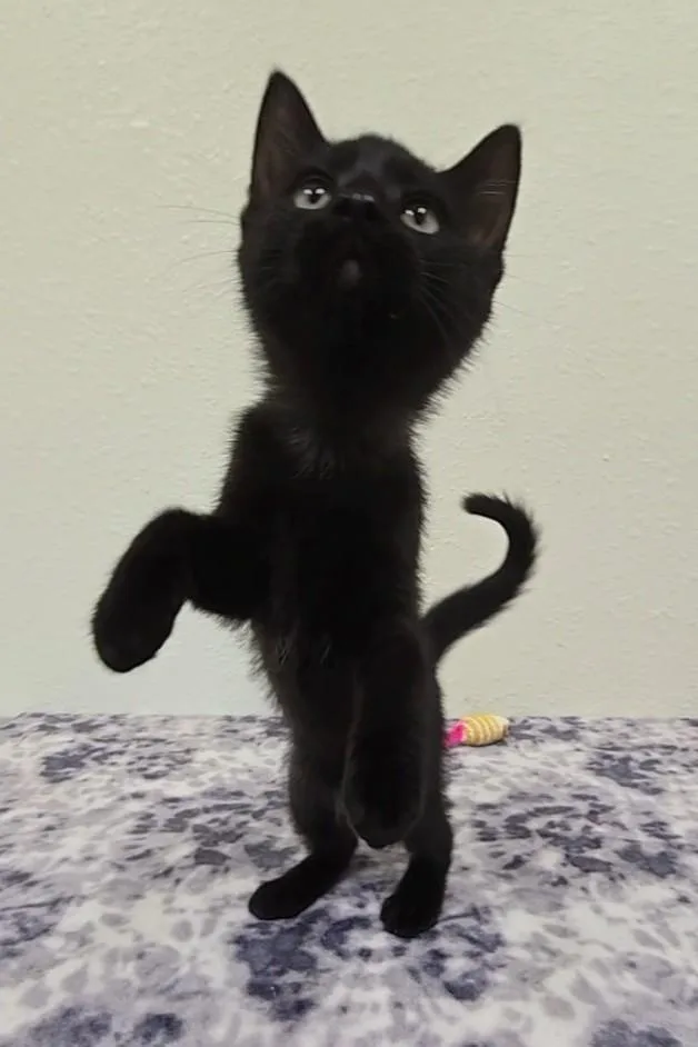 Licorice thumbnail 2