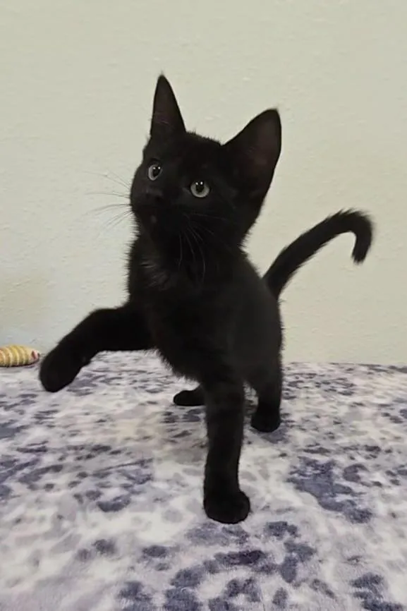 Licorice thumbnail 3