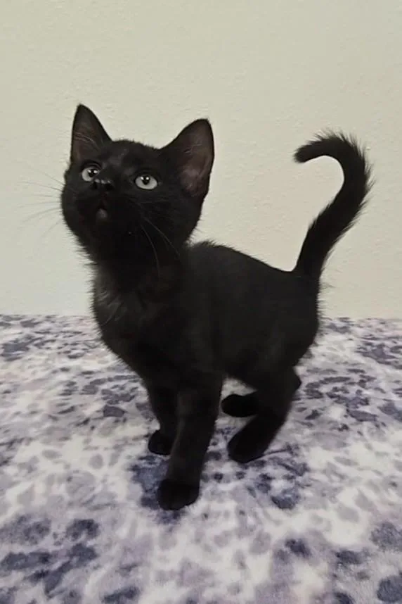 Licorice thumbnail 4