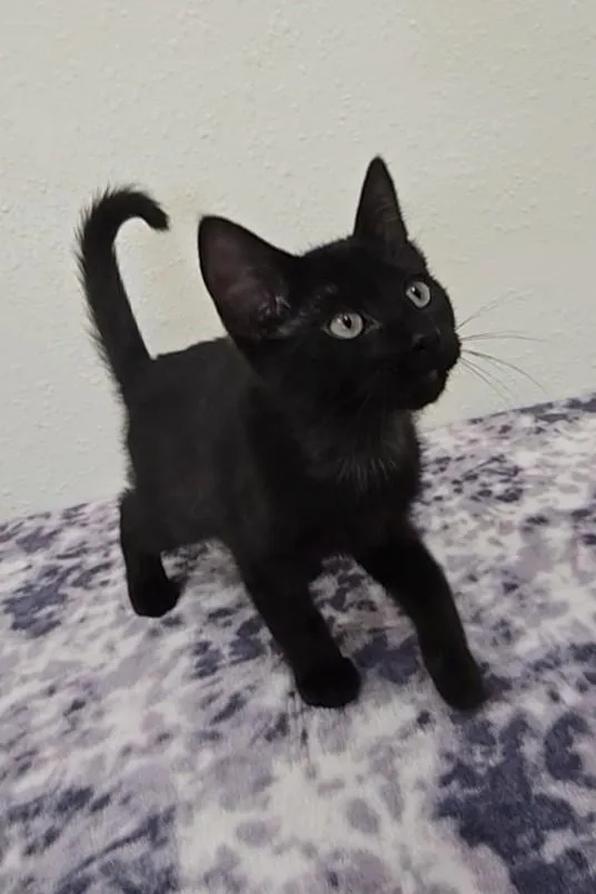 Licorice thumbnail 5