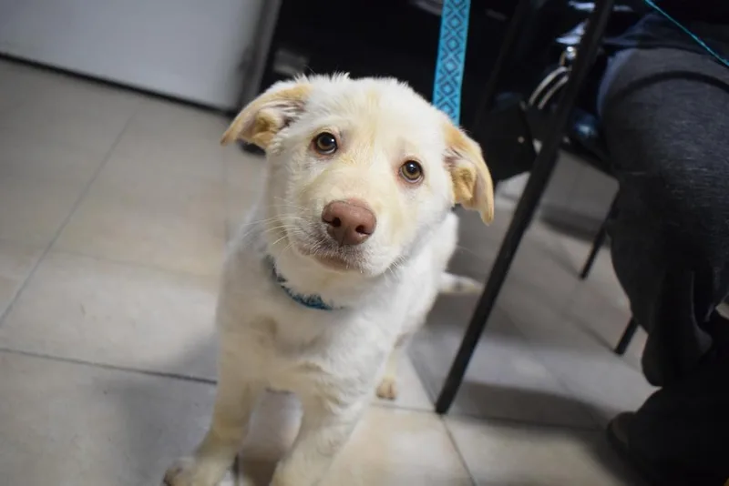 A baby medium-sized female Husky dog named Bea for adoption in Pahrump, NV