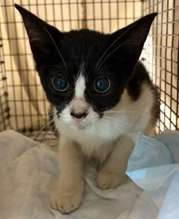 A baby small-sized female Domestic Short Hair cat named Licorice for adoption in Fort Lauderdale, FL