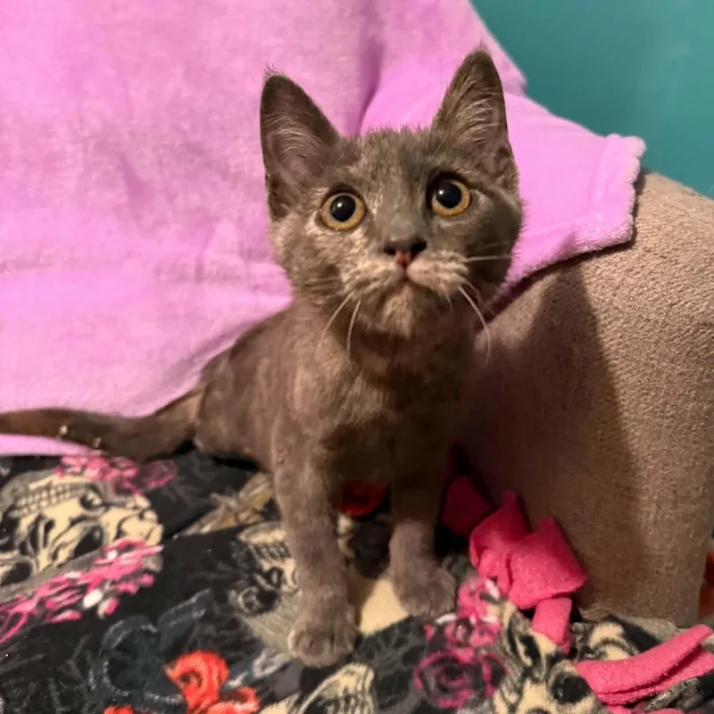 A baby small-sized female Tortoiseshell Dilute Tortoiseshell cat named Gigu for adoption in Antioch, CA