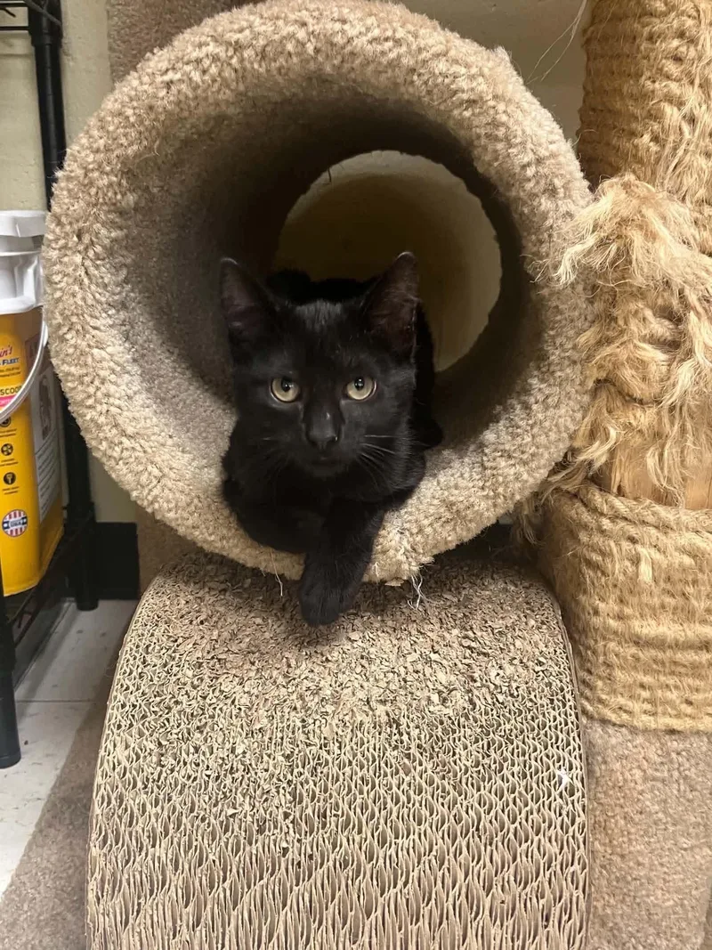 A baby small-sized male Black Domestic Short Hair cat named Carl for adoption in Stoughton, WI