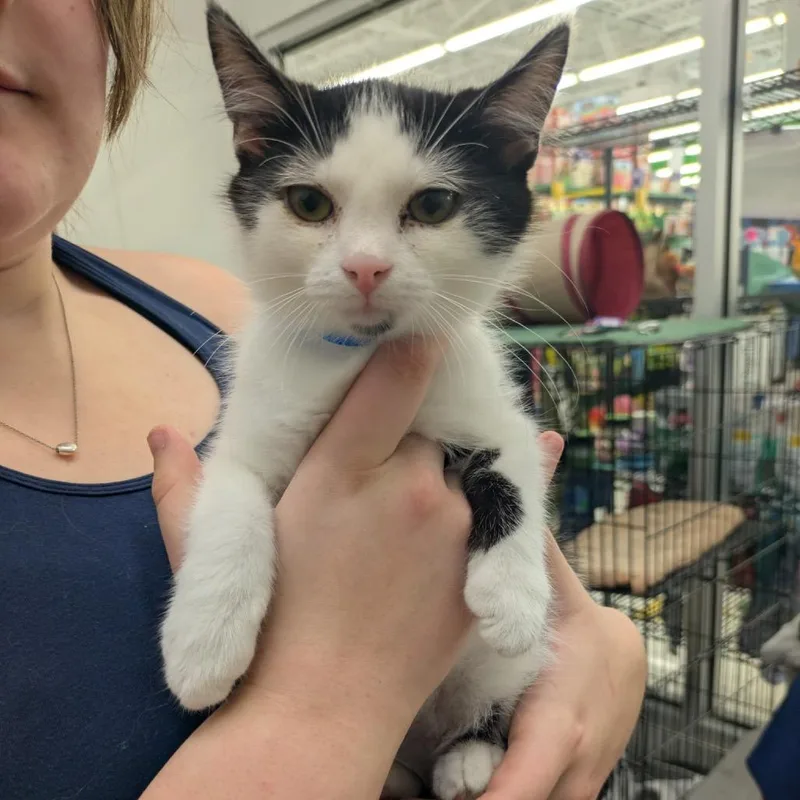 A baby small-sized male Black Domestic Short Hair cat named Chili for adoption in Hamburg, NY