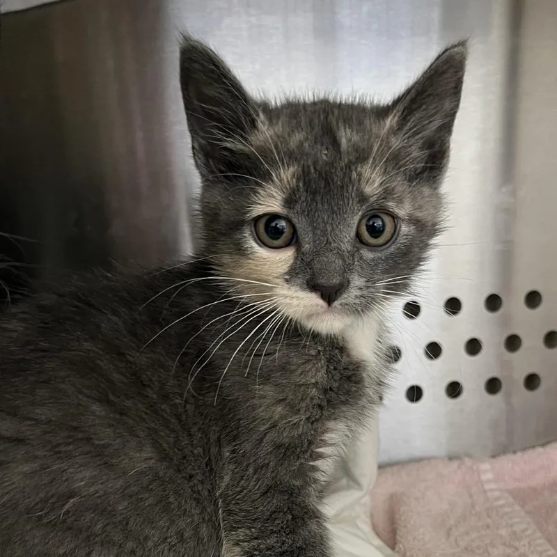 A baby small-sized female Gray / Blue / Silver Domestic Short Hair cat named Penelope for adoption in Lynchburg, VA