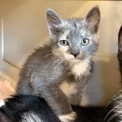 Penelope thumbnail 2
