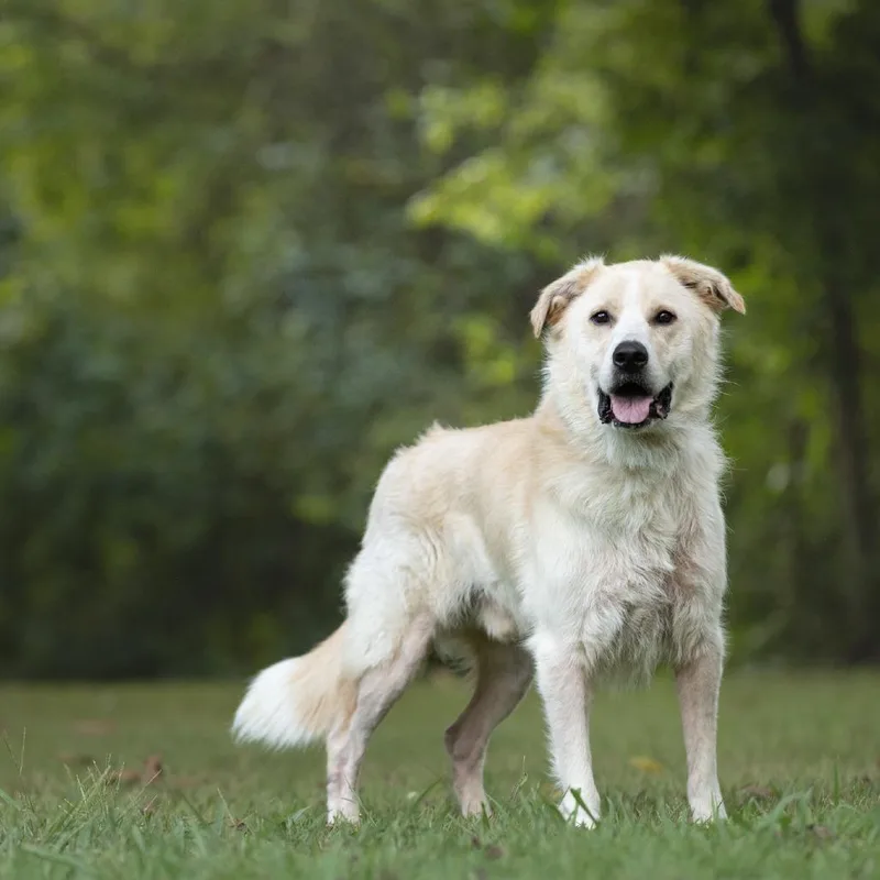Koda