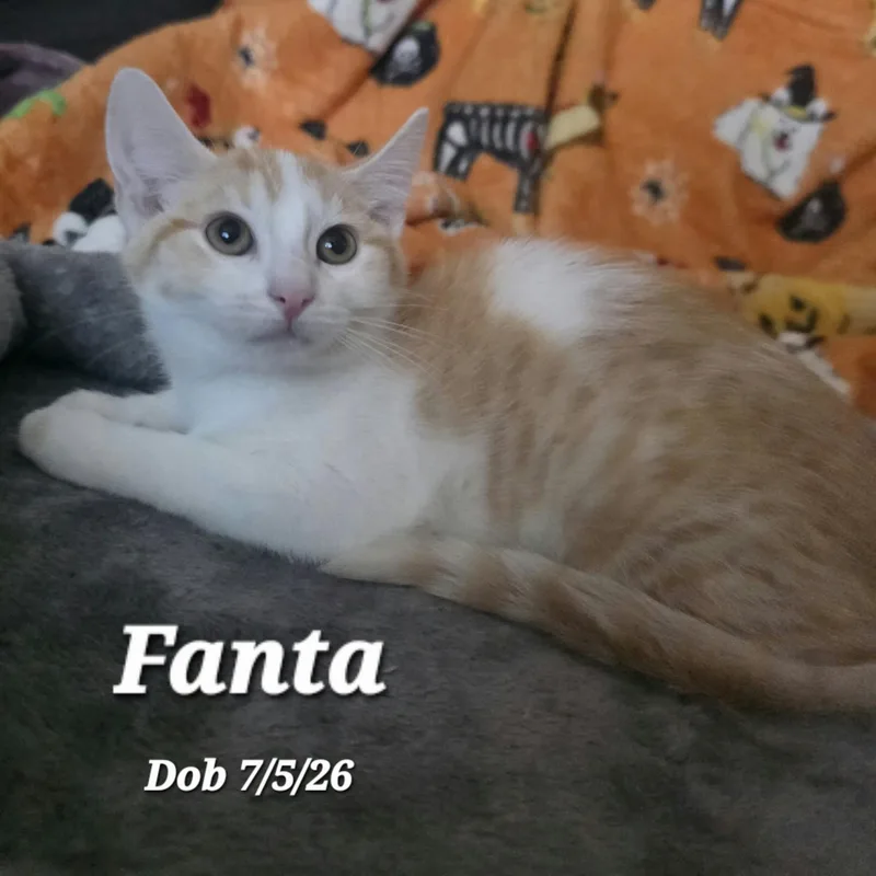 A baby medium-sized female Orange & White Domestic Short Hair cat named Fanta for adoption in Concord, CA